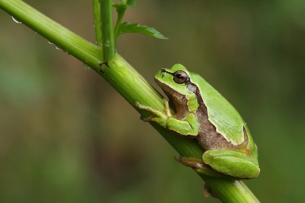 Европейская лягушка (Hyla arborea) на зеленом растении — стоковое фото