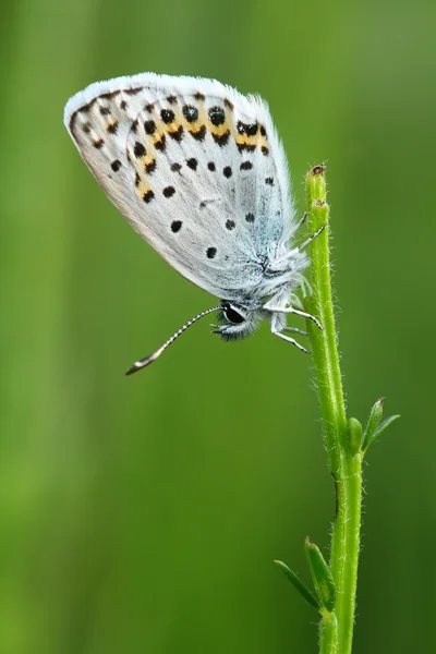 Genel mavi (Polyommatus icarus)
