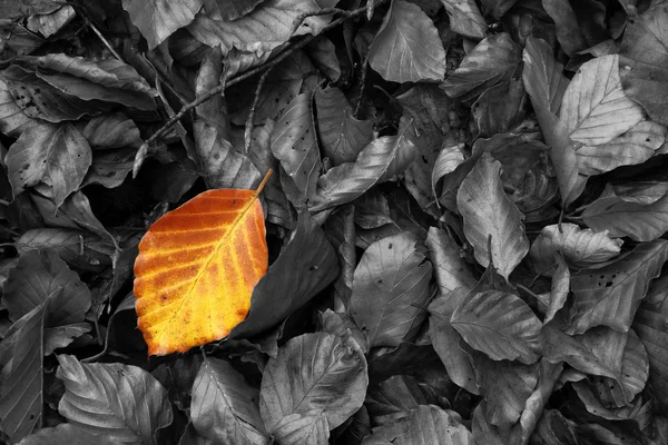 Abgestorbene Buchenblätter am Boden im November, Asturien. Spanien. — Stockfoto