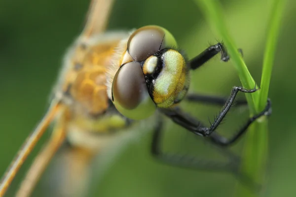 Four-spotted Chaser (Libellula quadrimaculata) eyes — Stock Photo, Image