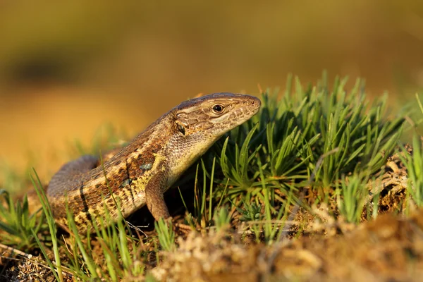 Lagarto de cauda longa (Psammodromus algirus ) — Fotografia de Stock