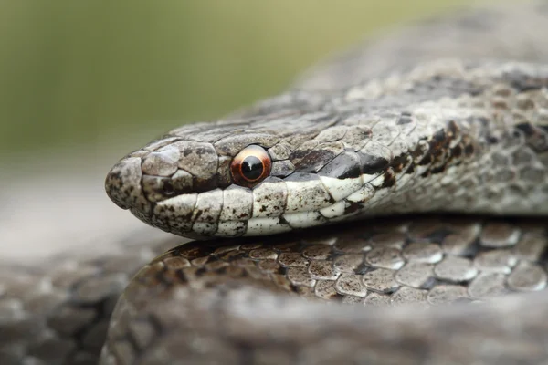 Serpente lisa (Coronella austriaca) no norte da Espanha . — Fotografia de Stock