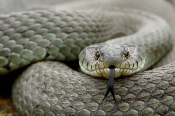 Serpent d'herbe (Natrix natrix) adulte bougeant sa langue Images De Stock Libres De Droits