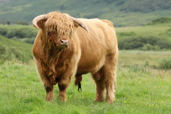 Highland bull (heilan coo), Skotsko. Velká Británie. Royalty Free Stock Obrázky