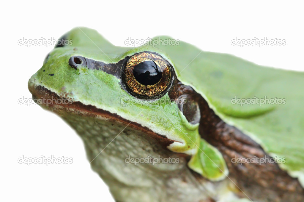 European tree frog (Hyla arborea) head