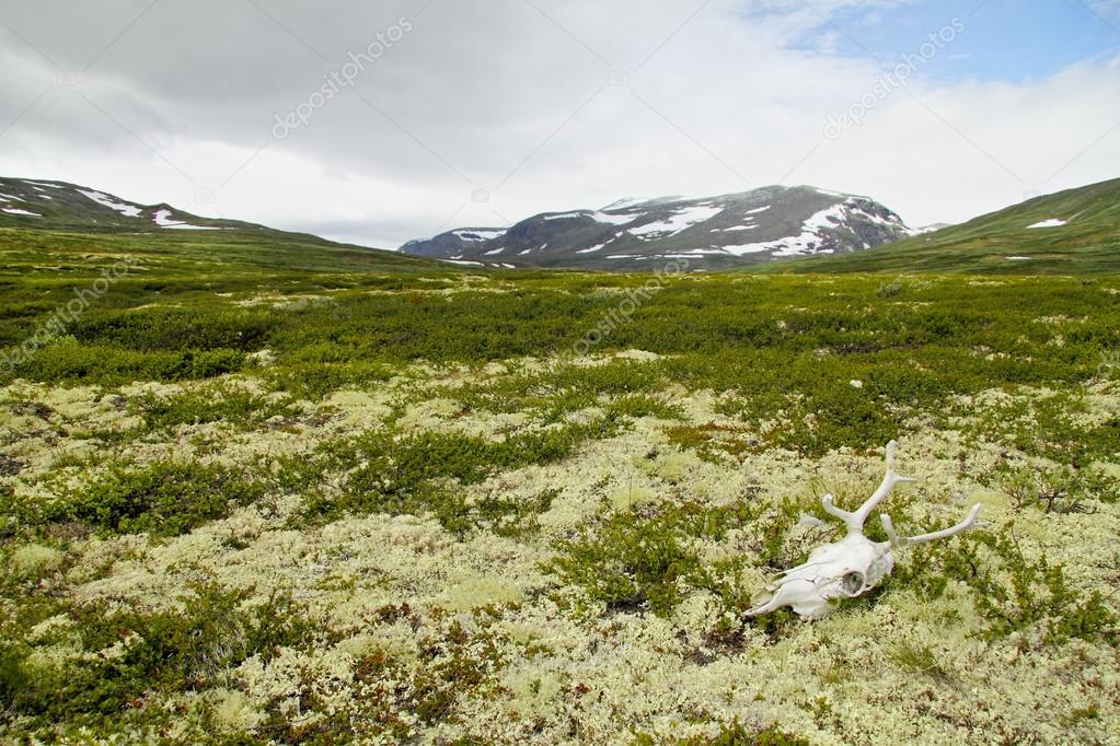 Reindeer skull in tundra, Dovrefjell National Park, Norway.