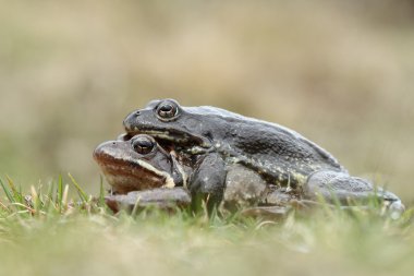 gemeenschappelijke kikker (rana temporaria) amplexus