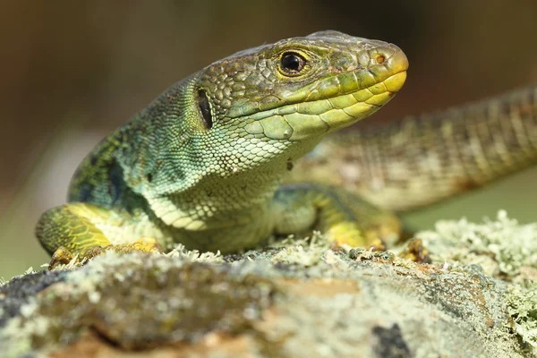 Ocellated lizard (Timon lepidus) — Stock Photo, Image