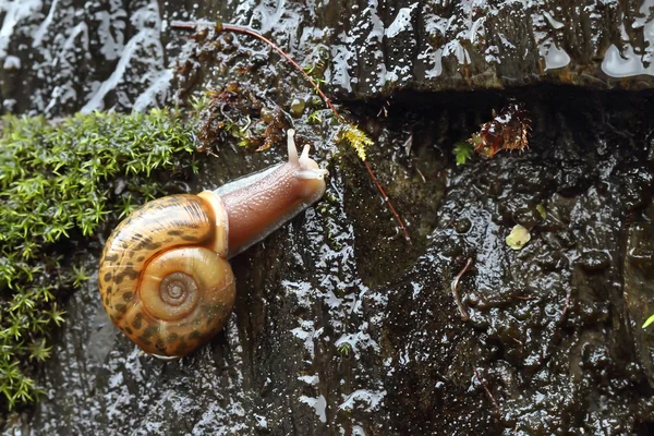 Caracol lusitano (Elona quimperiana ) — Foto de Stock