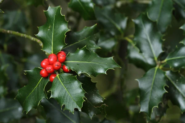 Rami agrifoglio con frutti (Ilex aquifolium ) — Foto Stock