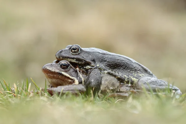 Společné amplexus žába (rana temporaria) — Stock fotografie