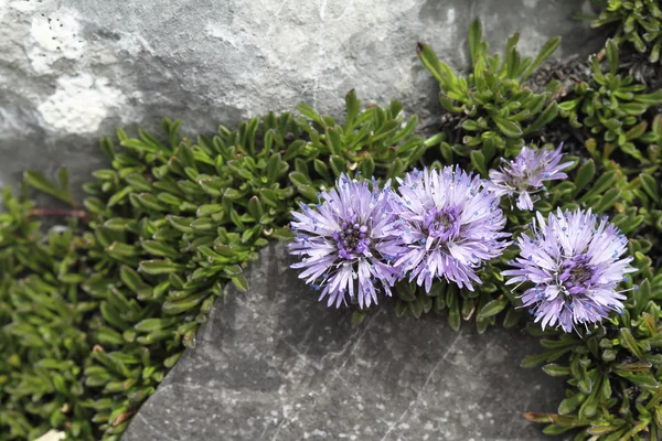 蓝灯 （jasione 蟾) 图库图片