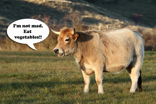 Vegetariano engraçado vaca falando . Fotos De Bancos De Imagens