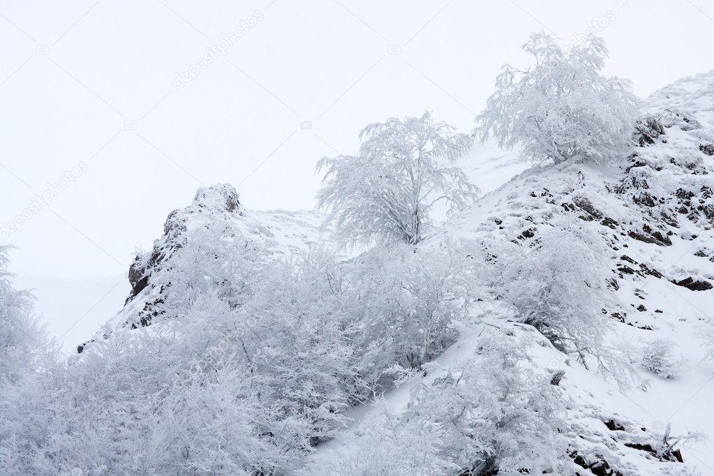 Frozen trees in the mountains, Asturias. Spain.
