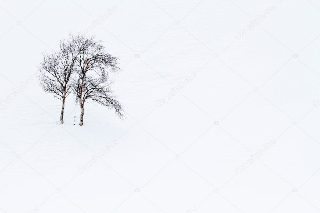 Lonely tree in the snow, Asturias. Spain.