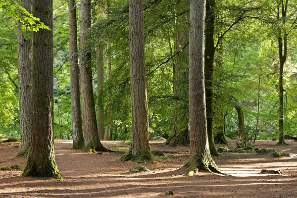 özel ışık hermitage ormanda, İskoçya. İngiltere.