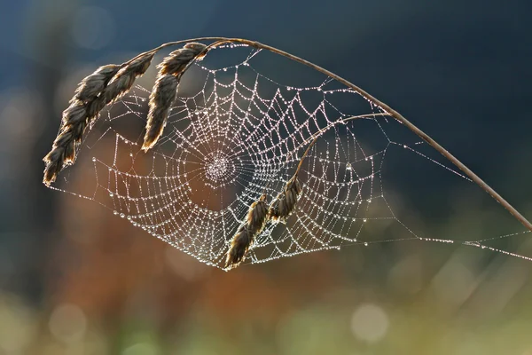 Spider web with dew against the light in Spain. — Stock Photo, Image