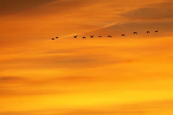 gün batımında villafafila alanlar, İspanya uçan kaz sürüsü.