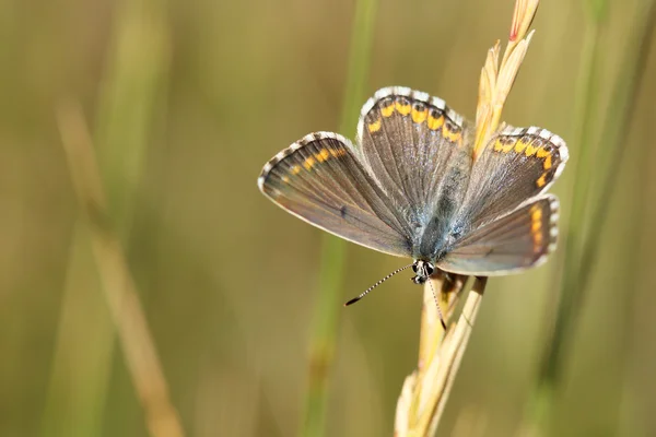 Common blue (Polyommatus icarus) — Stock Photo, Image