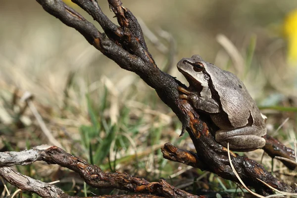 European tree frog (Hyla arborea) brown mutation. — Stock Photo, Image