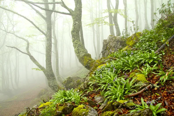 Mist in beukenbos in het voorjaar, asturias. Spanje. — Stockfoto