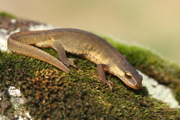 Palmate newt (Lissotriton helveticus) — Stock Photo, Image