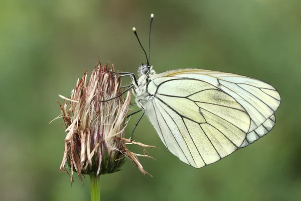 Black-veined white (Aporia crataegi) — Stock Photo, Image