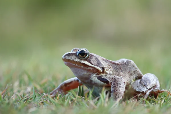 Gemeiner Frosch (rana temporaria)) — Stockfoto