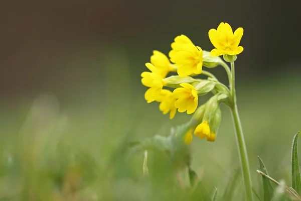 Çiçeği (Primula veris)