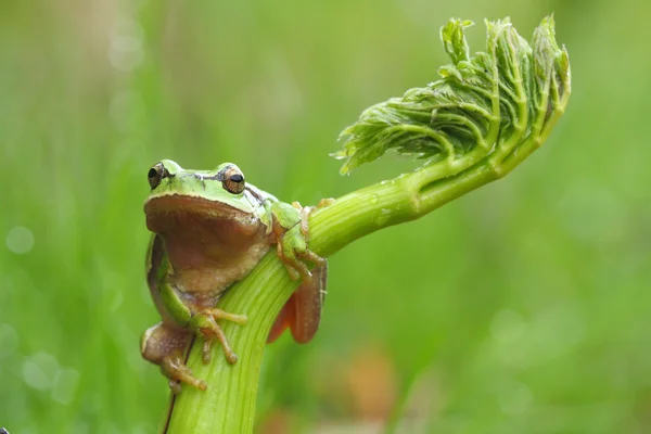 Avrupa ağaç kurbağası (yeşil arborea) üzerinde yeşil bir bitki