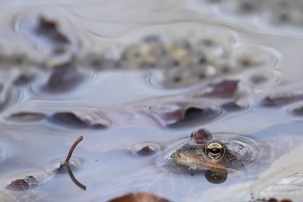 Grenouille commune (Rana temporaria) près des œufs — Photo