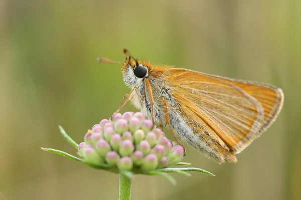 Skipper butterfly (Thymelicus sp) — Stock Photo, Image