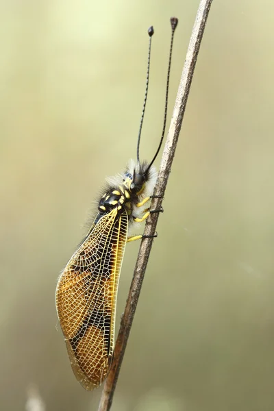 libelloides kuru dal