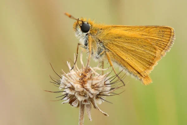 Kaptan kelebek (thymelicus sp)