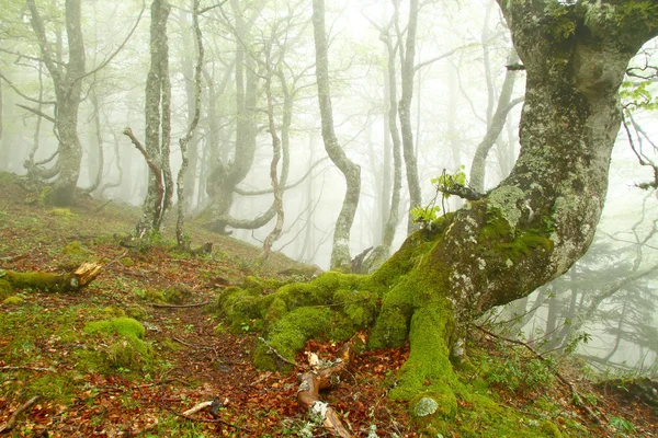 Tåge i bøgeskov i foråret, Asturien. Spanien . - Stock-foto