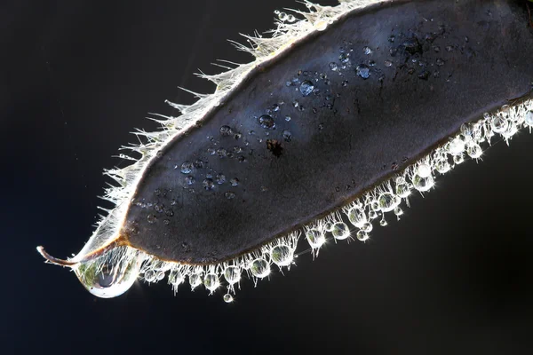 Dew frops on a common broom (Cytisus scoparius) fruit — Stock Photo, Image