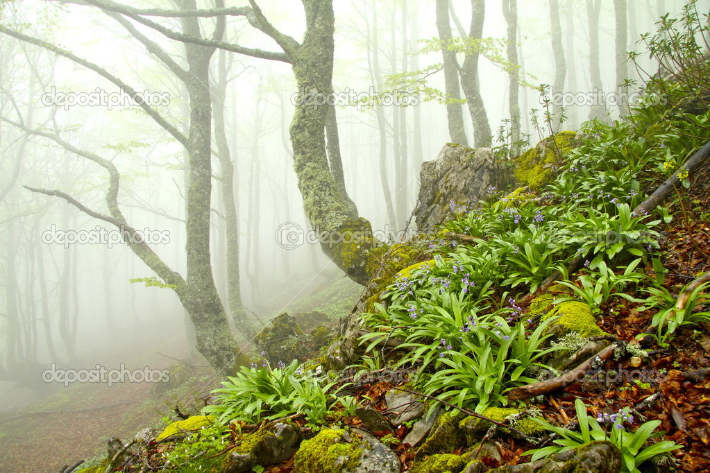 Fog in beech forest in spring, Asturias. Spain.