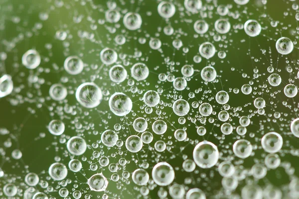 Örümcek ağına çiy damlaları düşer