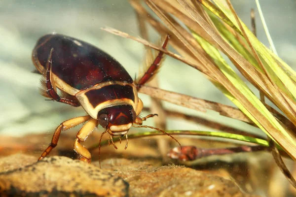 büyük dalış böceği (dytiscus marginalis)