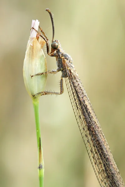 Aslan karınca (myrmeleon)
