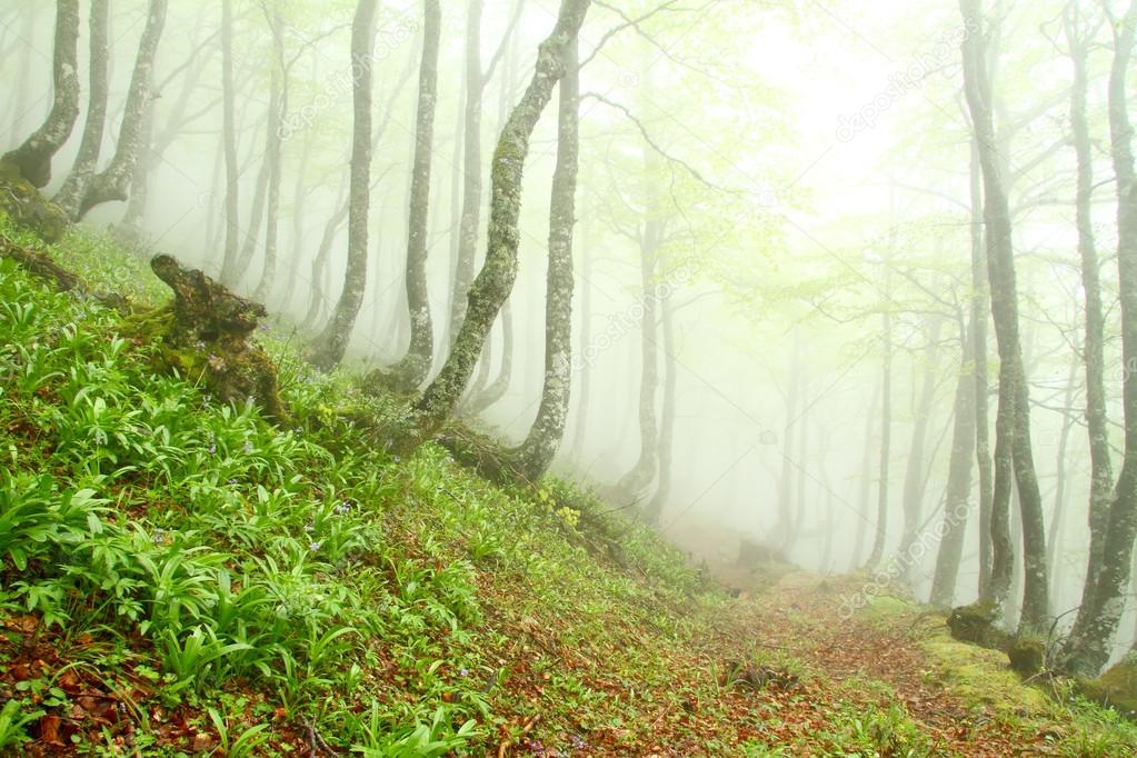 Spring beech forest in the fog, Asturias. Spain.