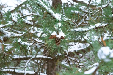 Bir kozalak, karla kaplı bir kozalağın dalına asılır. Kışın bir dala çam kozalakları tutunur.