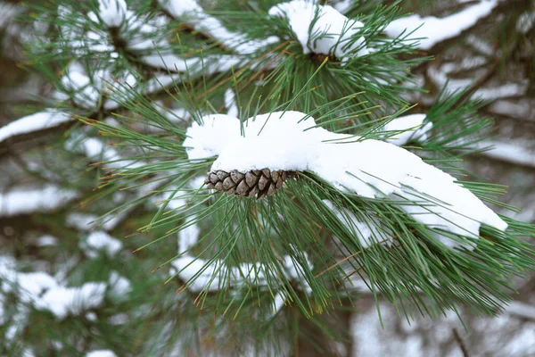 Конус Висит Ветке Хвойного Дерева Покрытого Снегом Сосновые Шишки Зимой — стоковое фото