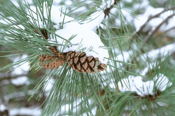 Конус Висит Ветке Хвойного Дерева Покрытого Снегом Сосновые Шишки Зимой — стоковое фото