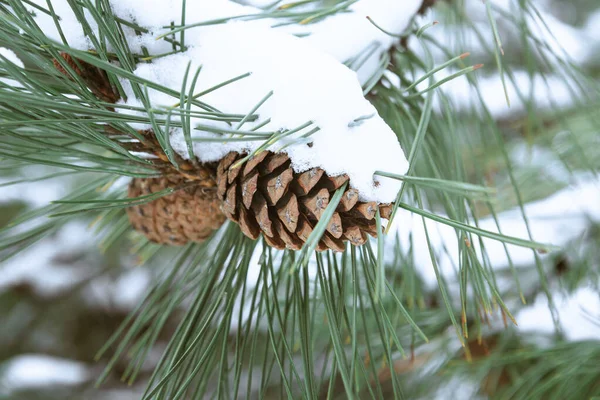 Cone Hangs Branch Conifer Tree Covered Snow Pine Cones Hang — Stock Photo, Image