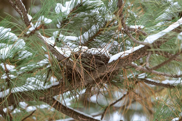 Bird Nest Small Twigs Pine Tree Snowy Winter Weather — Stock Photo, Image
