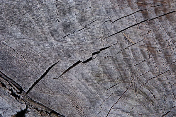 Frost Covered Tree Cut Frost Late Fall Early Winter — Stock Photo, Image