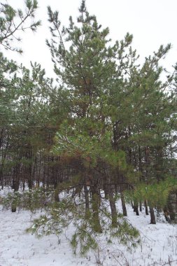 Çam ağacı dalları karla kaplıdır. Soğuk, bulutlu bir kış gününde.