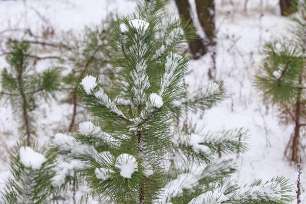 Branches Pins Couvertes Neige Par Une Journée Hiver Givrée Nuageuse — Photo