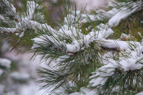 Ветви Сосны Покрыты Снегом Морозный Зимний День — стоковое фото